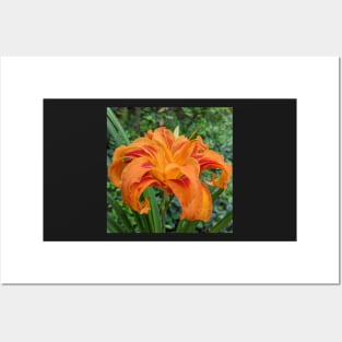 Orange Lily Side View Photographic Image Posters and Art